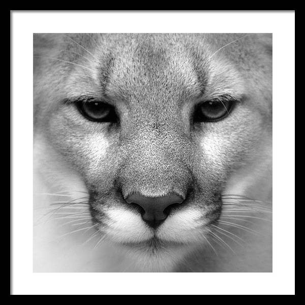 Cougar, Black and White / Art Photo - Framed Print