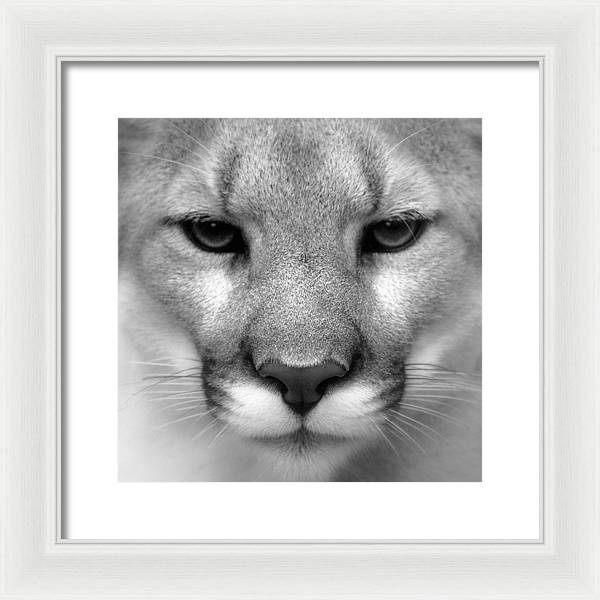 Cougar, Black and White / Art Photo - Framed Print