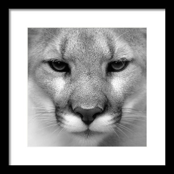 Cougar, Black and White / Art Photo - Framed Print