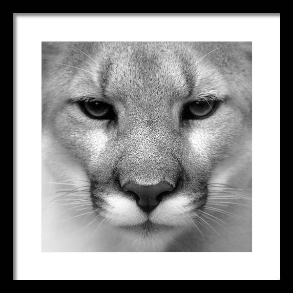 Cougar, Black and White / Art Photo - Framed Print