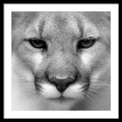 Cougar, Black and White / Art Photo - Framed Print