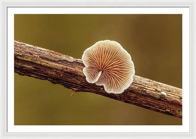 Crepidotus Variabilis on a Dead Twig of a Rubus / Art Photo - Framed Print