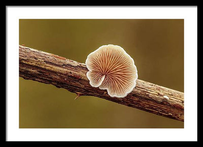 Crepidotus Variabilis on a Dead Twig of a Rubus / Art Photo - Framed Print