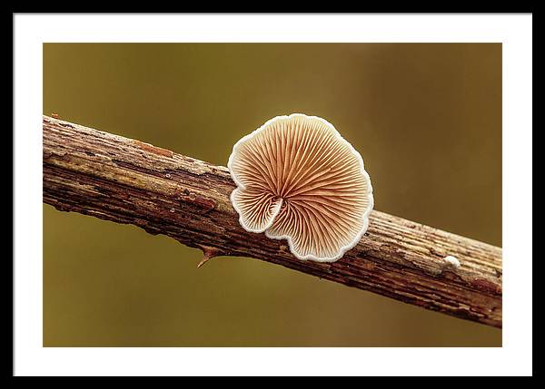 Crepidotus Variabilis on a Dead Twig of a Rubus / Art Photo - Framed Print