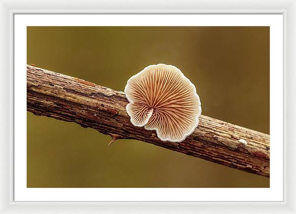 Crepidotus Variabilis on a Dead Twig of a Rubus / Art Photo - Framed Print