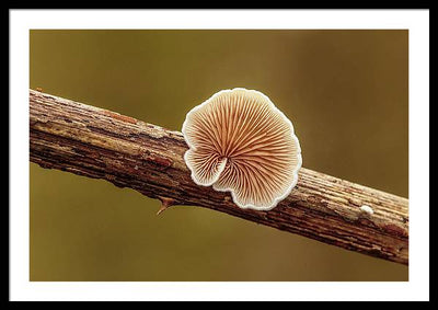 Crepidotus Variabilis on a Dead Twig of a Rubus / Art Photo - Framed Print