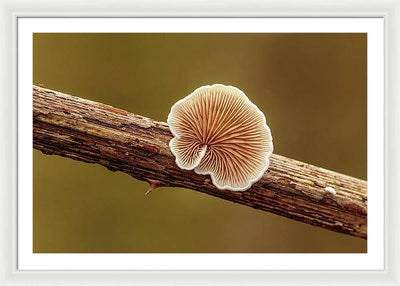 Crepidotus Variabilis on a Dead Twig of a Rubus / Art Photo - Framed Print