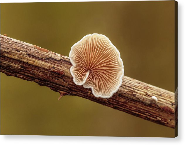 Crepidotus Variabilis on a Dead Twig of a Rubus / Art Photo - Acrylic Print