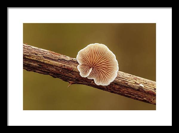 Crepidotus Variabilis on a Dead Twig of a Rubus / Art Photo - Framed Print