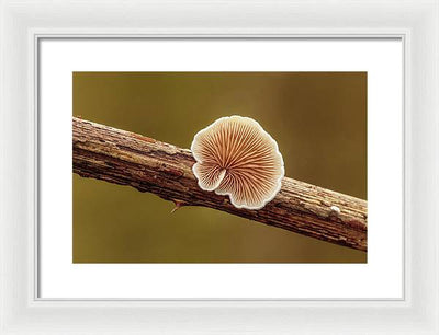 Crepidotus Variabilis on a Dead Twig of a Rubus / Art Photo - Framed Print