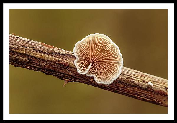 Crepidotus Variabilis on a Dead Twig of a Rubus / Art Photo - Framed Print