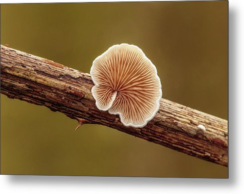 Crepidotus Variabilis on a Dead Twig of a Rubus / Art Photo - Metal Print