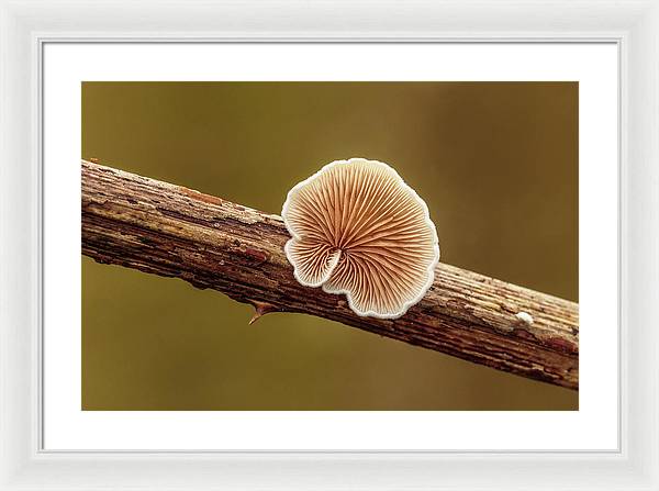 Crepidotus Variabilis on a Dead Twig of a Rubus / Art Photo - Framed Print