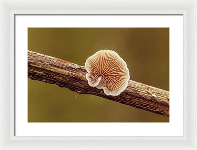 Crepidotus Variabilis on a Dead Twig of a Rubus / Art Photo - Framed Print