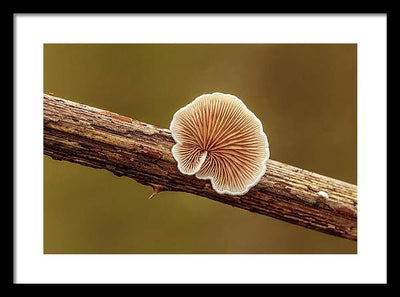 Crepidotus Variabilis on a Dead Twig of a Rubus / Art Photo - Framed Print