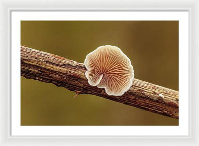 Crepidotus Variabilis on a Dead Twig of a Rubus / Art Photo - Framed Print