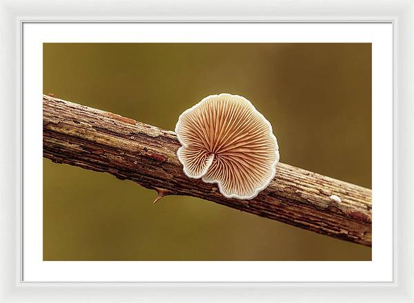 Crepidotus Variabilis on a Dead Twig of a Rubus / Art Photo - Framed Print