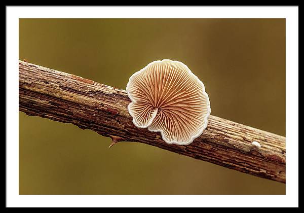 Crepidotus Variabilis on a Dead Twig of a Rubus / Art Photo - Framed Print