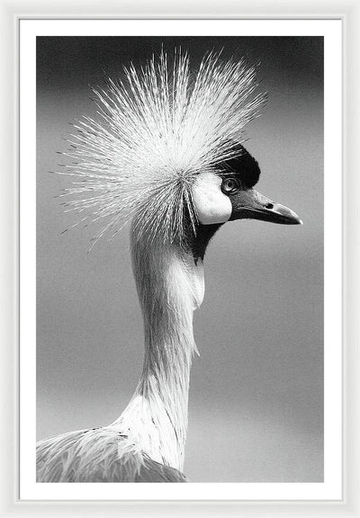 Crowned Crane / Art Photo - Framed Print