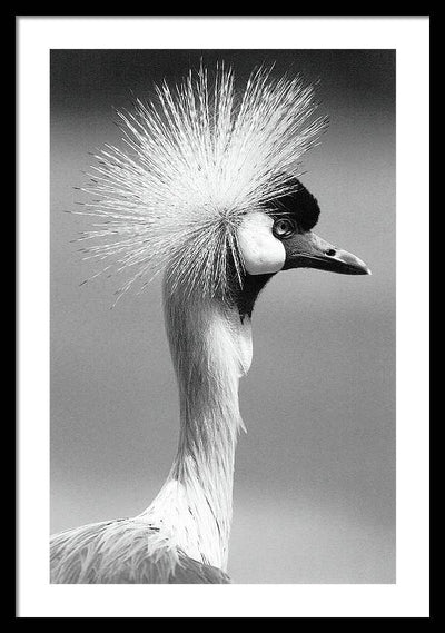 Crowned Crane / Art Photo - Framed Print