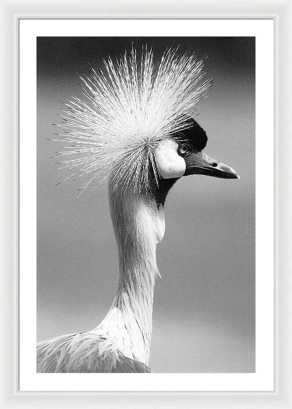 Crowned Crane / Art Photo - Framed Print