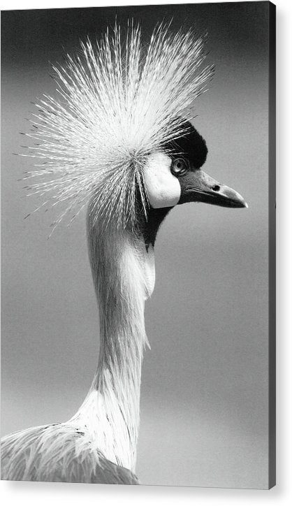 Crowned Crane / Art Photo - Acrylic Print