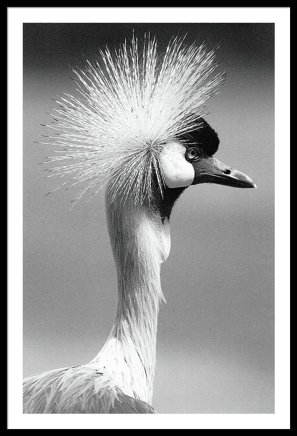 Crowned Crane / Art Photo - Framed Print