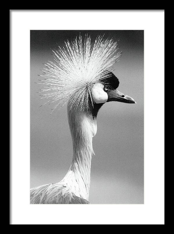 Crowned Crane / Art Photo - Framed Print