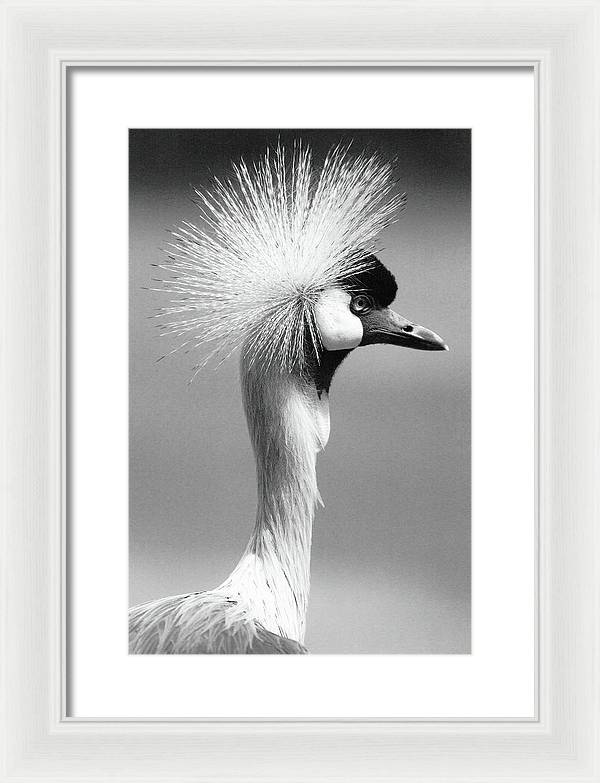 Crowned Crane / Art Photo - Framed Print