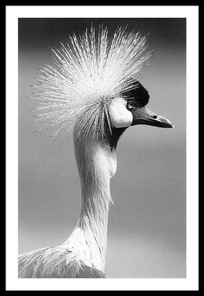 Crowned Crane / Art Photo - Framed Print