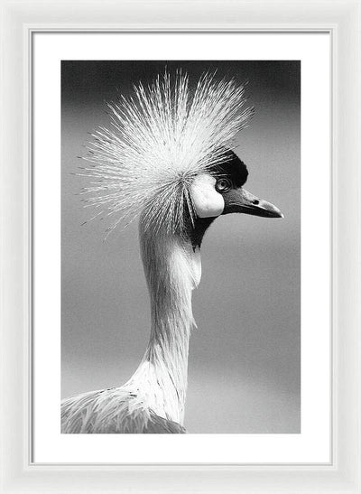 Crowned Crane / Art Photo - Framed Print