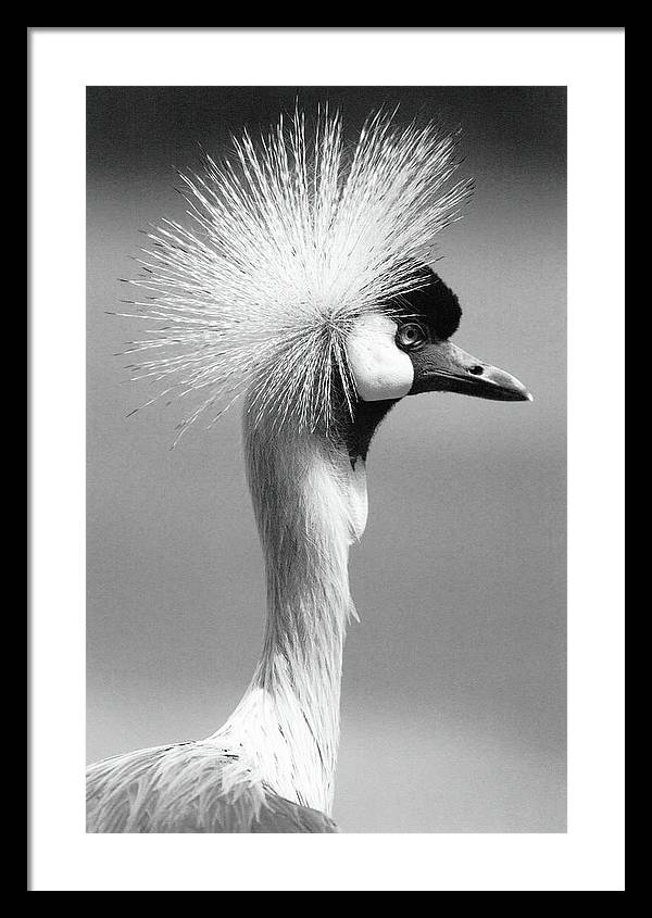 Crowned Crane / Art Photo - Framed Print