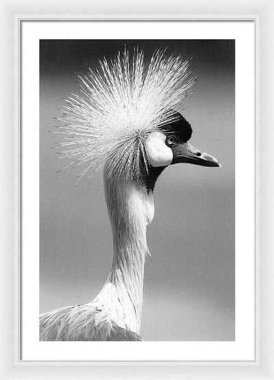 Crowned Crane / Art Photo - Framed Print