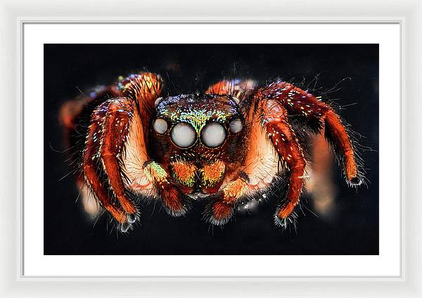 Cuvette Spider / Art Photo - Framed Print