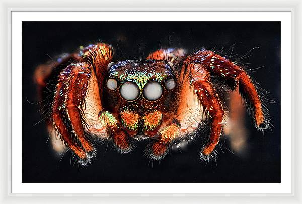 Cuvette Spider / Art Photo - Framed Print