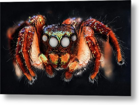 Cuvette Spider / Art Photo - Metal Print