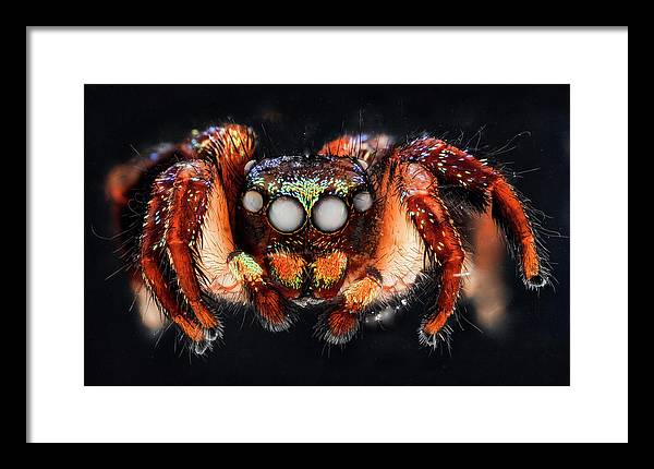 Cuvette Spider / Art Photo - Framed Print