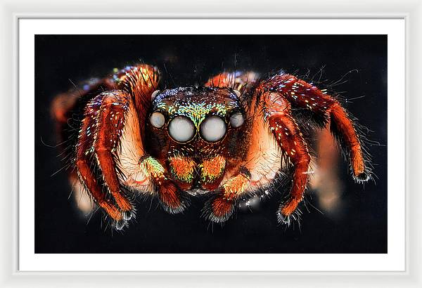 Cuvette Spider / Art Photo - Framed Print