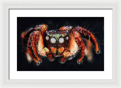 Cuvette Spider / Art Photo - Framed Print