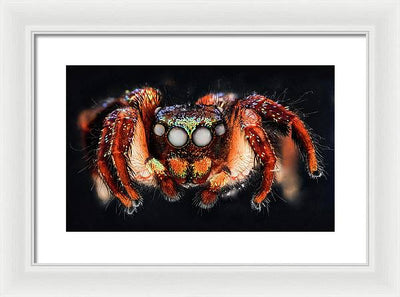 Cuvette Spider / Art Photo - Framed Print