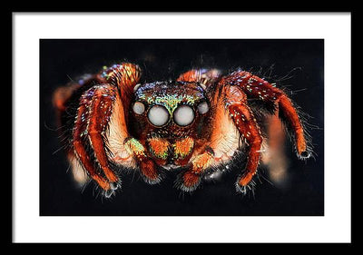 Cuvette Spider / Art Photo - Framed Print