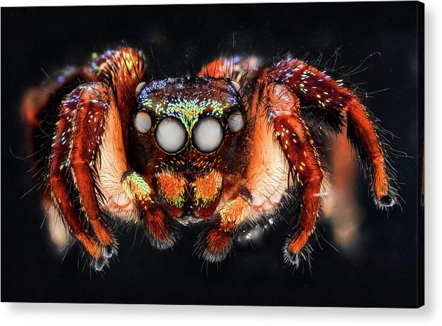 Cuvette Spider / Art Photo - Acrylic Print