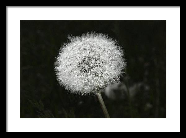 Dandelion / Art Photo - Framed Print