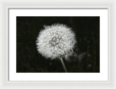 Dandelion / Art Photo - Framed Print