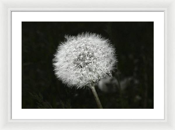 Dandelion / Art Photo - Framed Print