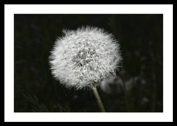 Dandelion / Art Photo - Framed Print