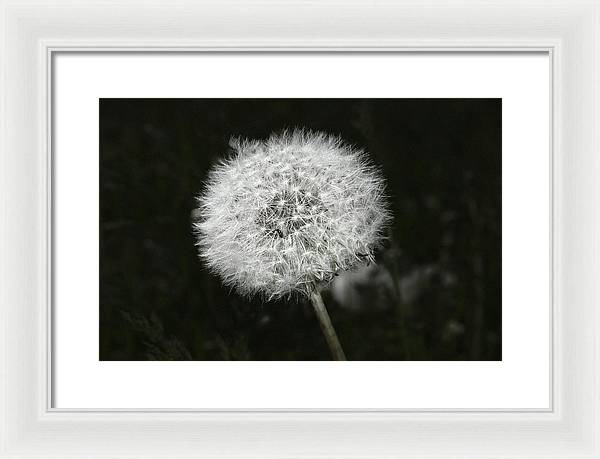 Dandelion / Art Photo - Framed Print