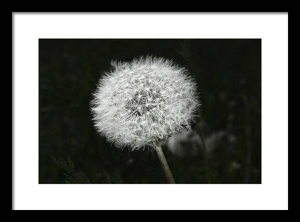 Dandelion / Art Photo - Framed Print