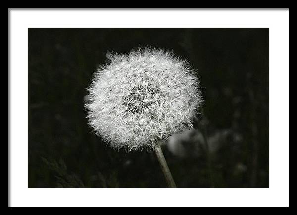 Dandelion / Art Photo - Framed Print