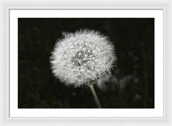 Dandelion / Art Photo - Framed Print